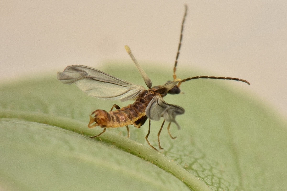 Cantharidae:  Malthodes sp?  S, Malthodes latialis